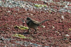 Motacilla capensis capensis