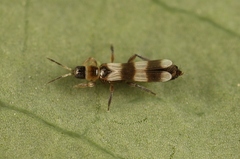 Aeolothrips