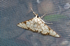 Aphytoceros lucusalis