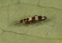 Aeolothrips