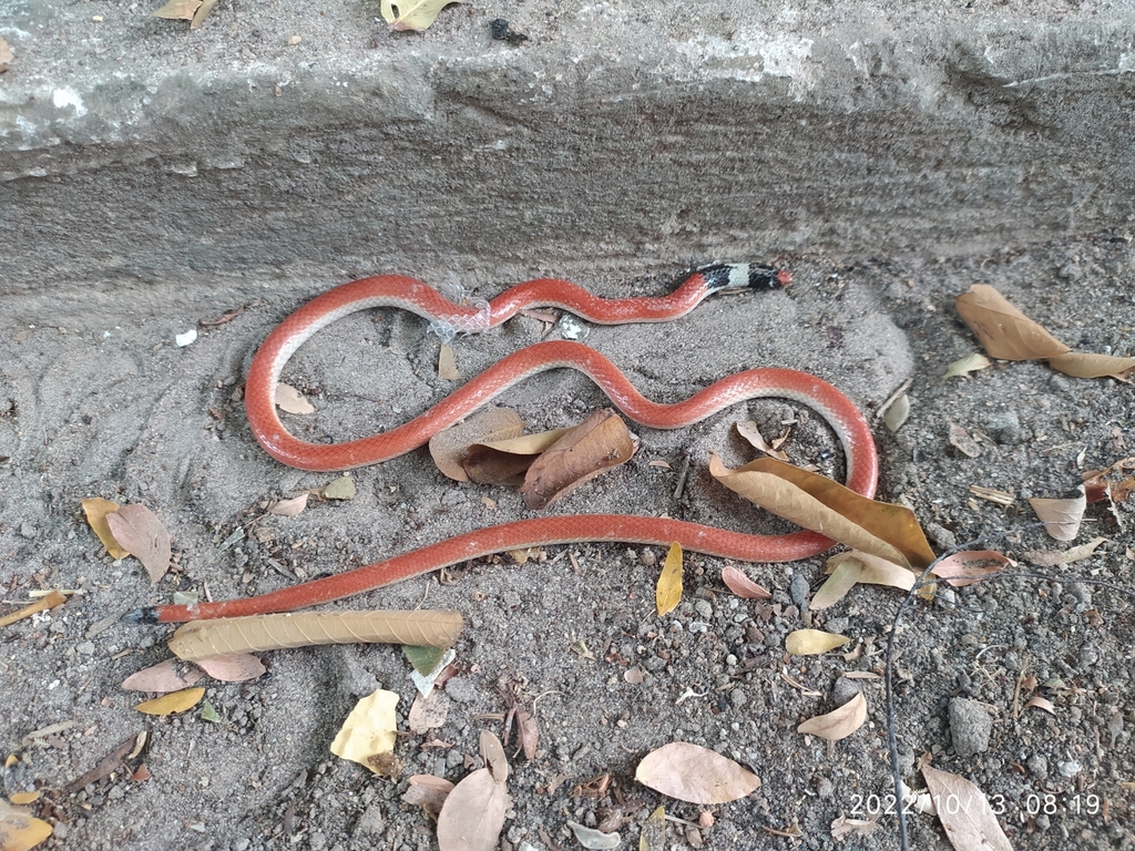 Gomes' Burrowing Snake