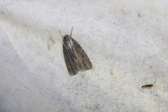 Acronicta lithospila
