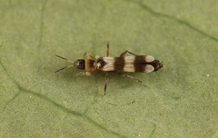 Aeolothrips