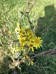 Jacobaea