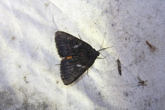 Catocala antinympha