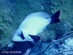 Hypoplectrus providencianus