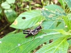 Xenocatantops brachycerus