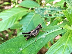 Xenocatantops brachycerus