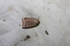 Abagrotis alternata