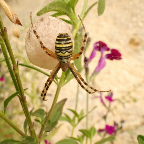 Argiope bruennichi