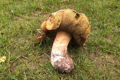Boletus