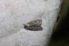 Acronicta lithospila