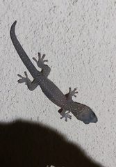 Oedura tryoni