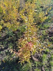 Prunus padus