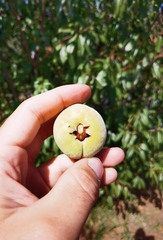 Prunus amygdalus
