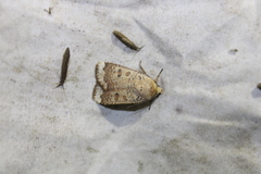 Abagrotis alternata