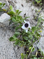 Dimorphotheca fruticosa