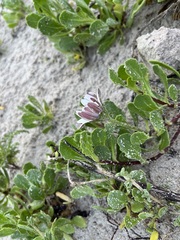 Dimorphotheca fruticosa