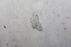 Cyclophora pendulinaria