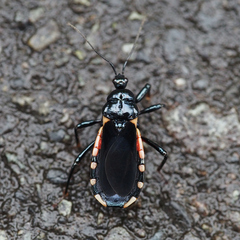 Ectrychotes andreae