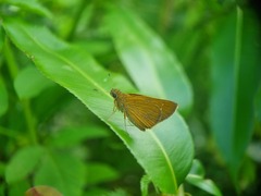 Polytremis lubricans