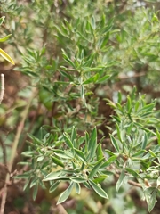 Adenocarpus hispanicus