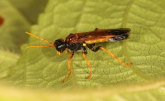 Tenthredo campestris