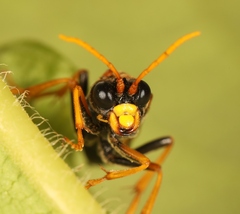 Tenthredo campestris