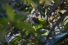 Chlorospingus semifuscus