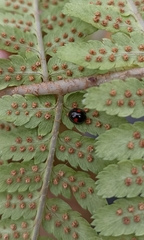 Chilocorus renipustulatus