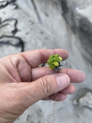 Dasispermum suffruticosum