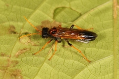 Tenthredo campestris