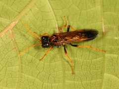 Tenthredo campestris