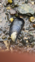 Mytilus edulis