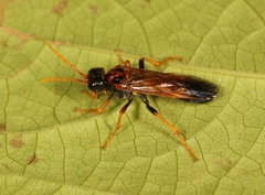 Tenthredo campestris