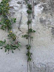 Psoralea repens