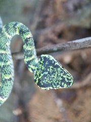 Tropidolaemus wagleri