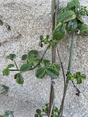 Psoralea repens