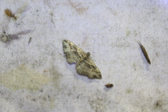 Costaconvexa centrostrigaria