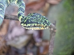 Tropidolaemus wagleri