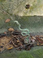 Tropidolaemus wagleri