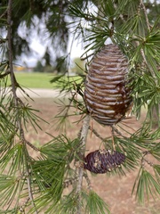 Cedrus