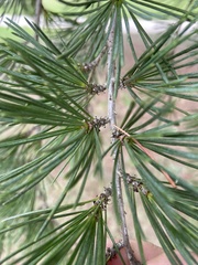 Cedrus