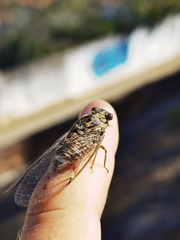 Cicada barbara