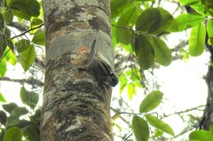 Tamiops mcclellandii