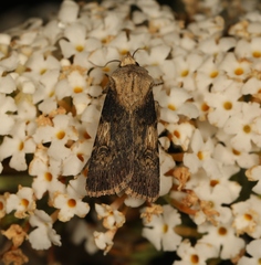 Agrotis puta