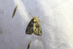 Phosphila turbulenta