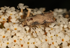Agrotis puta