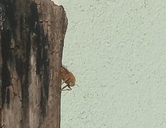 Xylocopa frontalis