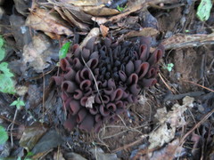 Wynnea americana
